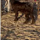 مشروع فحل عارضي خصم الخصم