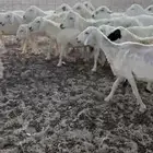غنم حريات