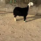 جذعه خصم دافع ( تم البيع )