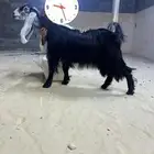 جذعه خصم