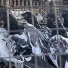 حمام باكستاني نوع بانكا اصيل بيور شرط