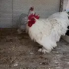 للبيع كوشن فاخر