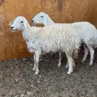 ضان