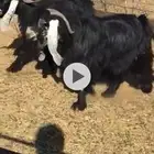 تيوس فحول عوارض