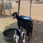 عنز معها ثنين
