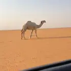 للبيع بعير فحل اوضح