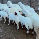 رخال وخرفان محايل عسير