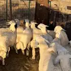 طليان ضحايا