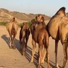 خلفات سواحل(( تم البيع ))