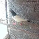 حمام باكستاني شرط ومنتج