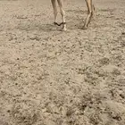 ركبي للبيع