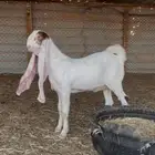 جفره نادره