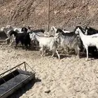 32عنز بالفحل سنونها من الرباع إلى الجامع الشباب