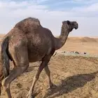 ناقه صفراء السن ناب