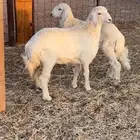 هرافا حريات