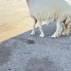 شاه عيسيه صنف دافع شرط