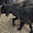 غنم عرب دفيع