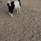 تيس دحيوي. جذع. فل فل فل شحم العمر 9 اشهر البيع1250ريال