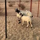 شاه رفيديه فاخره معها رخل وطلي