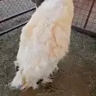 فحل للبيع نعيمي صنف