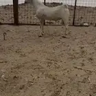 تيس بيشي صنف الصنف منوة القناي