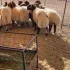 بهم نعيم