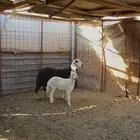 نعجه تحتها رخل طيبه