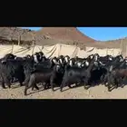 للبيع معزا مراح واحد