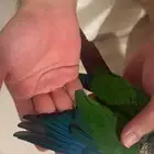 ببغاء