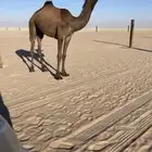 بكره حقه شروط