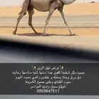 مميت بكر سنها ثنيه كفو جدا ساسها رمانيه منتله وطول عظم منوت