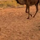 بكره