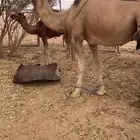 ناقه خلفه