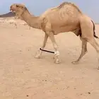 بعير أشقح للبيع