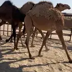 قعدان فواخر البيع جمله اوتفريد مايمنع