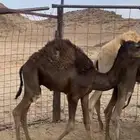 قعدان