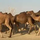للبيع بل حمر سواحل العدد20 فيهن6 ملاقي 2 بكار 5 لقايح