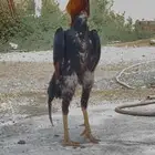 ديك شامو