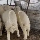 طليان ذبايح حريه