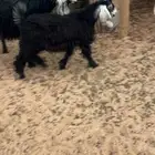 للبيع جفرتين طيبات