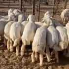 رخال العدد 18 العمر من5الى6شهور