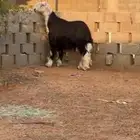 طلي تحدي صنف