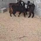 تيوس 2 وجفار 2 العمر 6 اشهر. بريه البيع جمله من 900 ريال