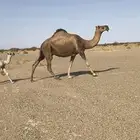 خلفه حمرا كفو