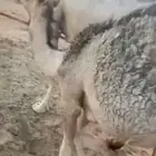 الرياض