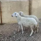 شياه حريات رباع وتامه تم البيع خارج الموقع