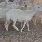 للبيع جذعات حريات