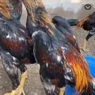 ديوك شامو