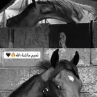 حصان واهو شيخ