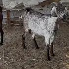 معزا محايليات